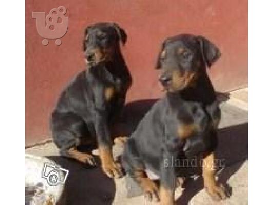 PoulaTo: Doberman 